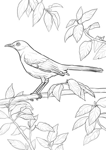 Northern Mockingbird Coloring Page